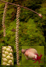 Load image into Gallery viewer, Corylus cornuta
