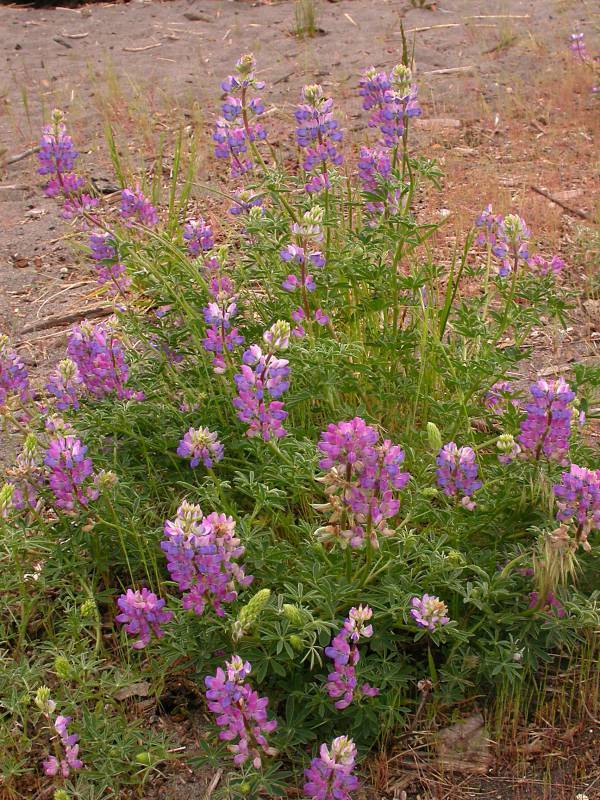 Lupinus rivularis