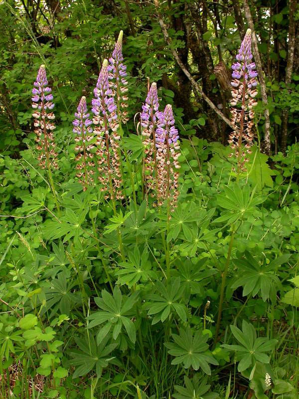 Lupinus polyphyllus