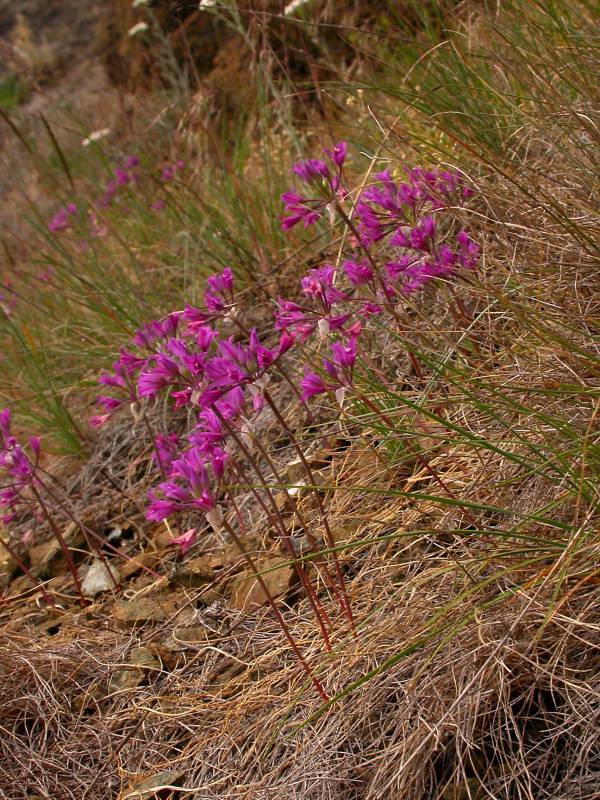 Allium acuminatum