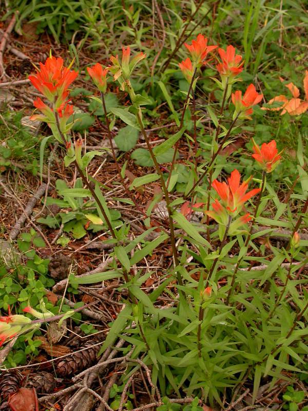 Castilleja miniata