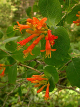 Load image into Gallery viewer, Lonicera ciliosa
