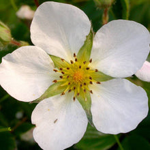 Load image into Gallery viewer, Fragaria chiloensis
