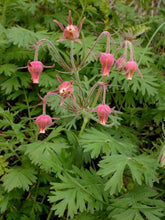 Load image into Gallery viewer, Geum triflorum
