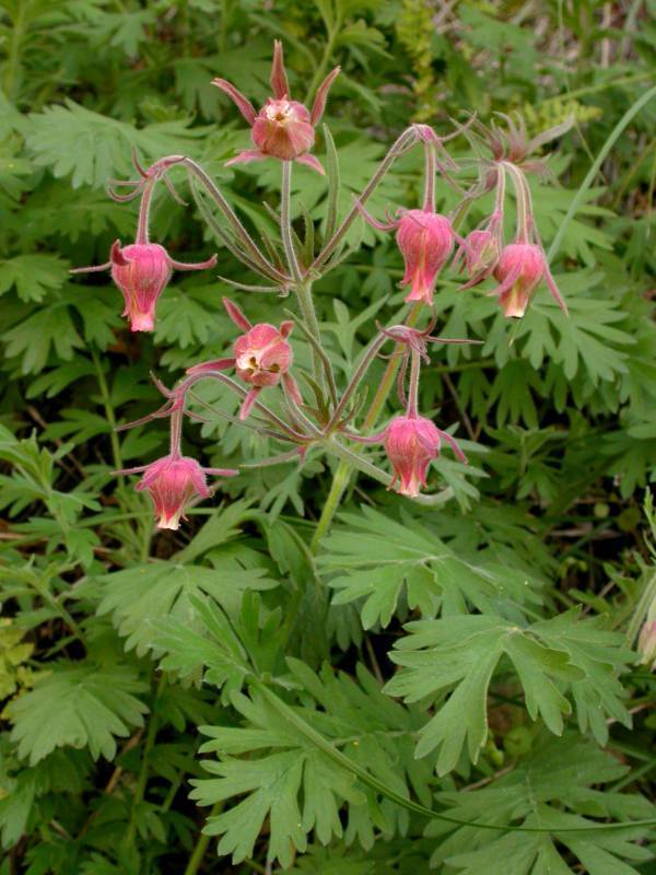 Geum triflorum