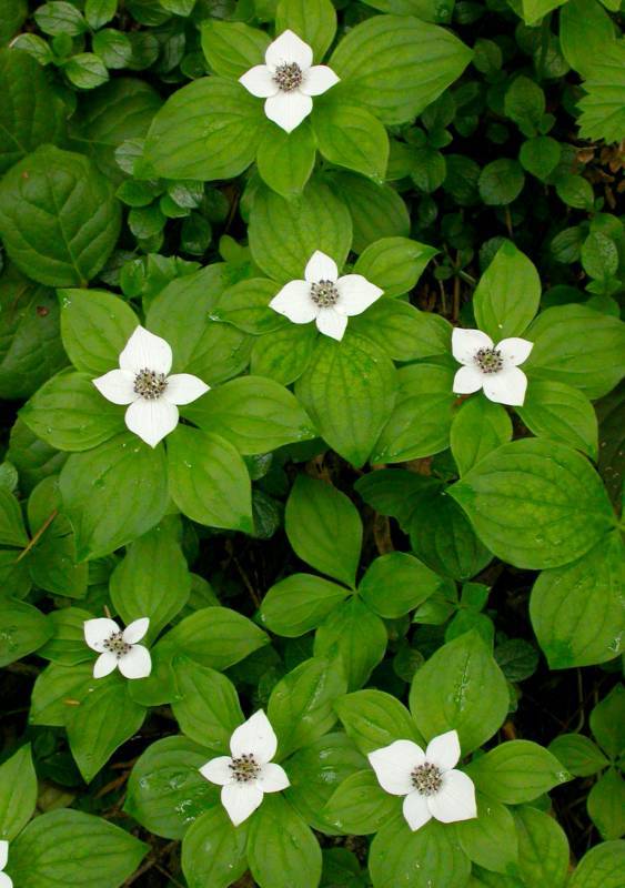 Cornus unalaschkensis