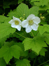 Load image into Gallery viewer, Rubus parviflorus
