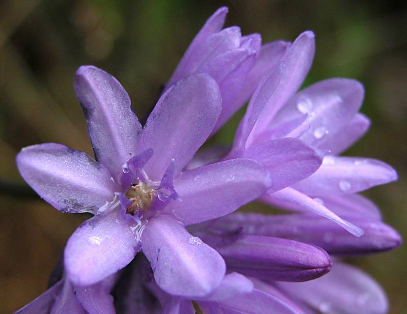 Dichelostemma congestum