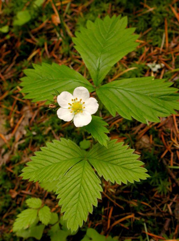 Fragaria vesca