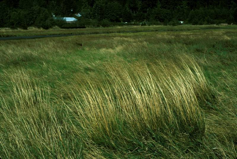 Deschampsia cespitosa