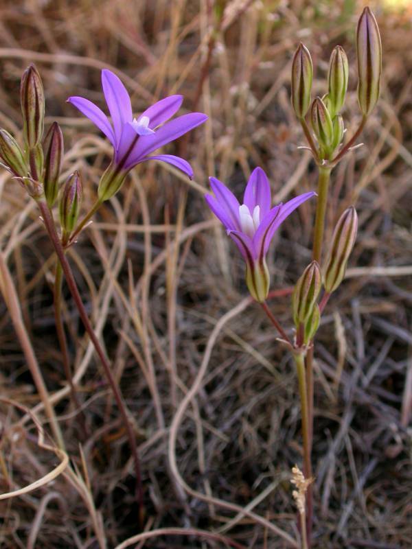 Brodiaea coronaria