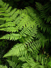 Load image into Gallery viewer, Dryopteris expansa
