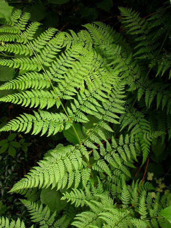 Dryopteris expansa