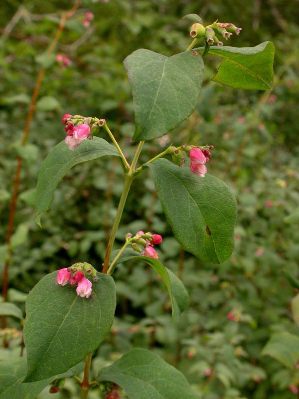 Symphoricarpos albus