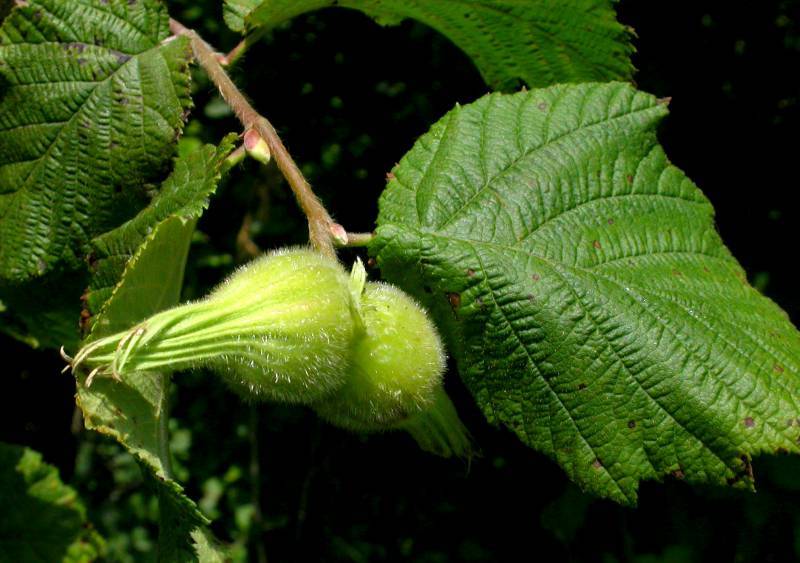 Corylus cornuta