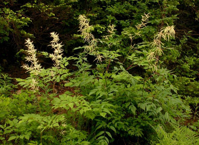 Aruncus dioicus