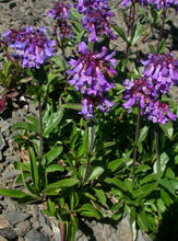 Load image into Gallery viewer, Penstemon procerus

