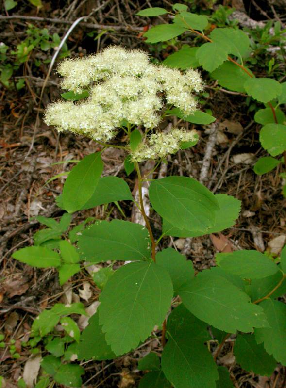 Spiraea lucida