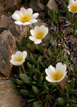 Load image into Gallery viewer, Dryas hookeriana
