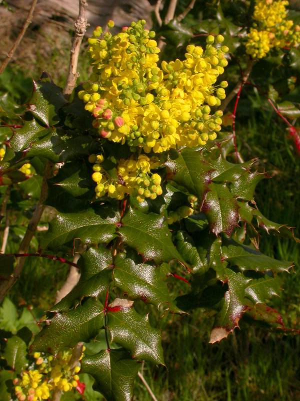 Mahonia aquifolium