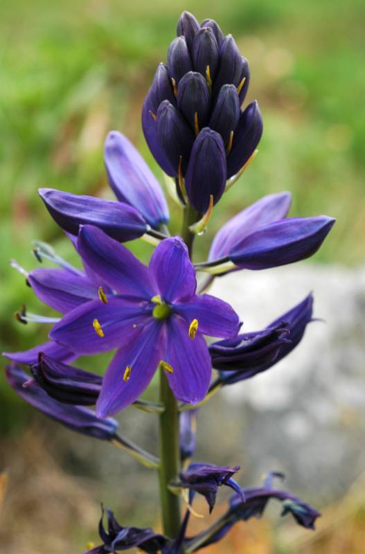 Camassia leichtlinii