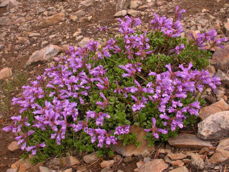 Penstemon davidsonii