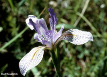 Load image into Gallery viewer, Iris missouriensis
