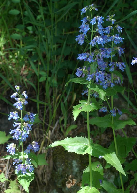 Penstemon ovatus